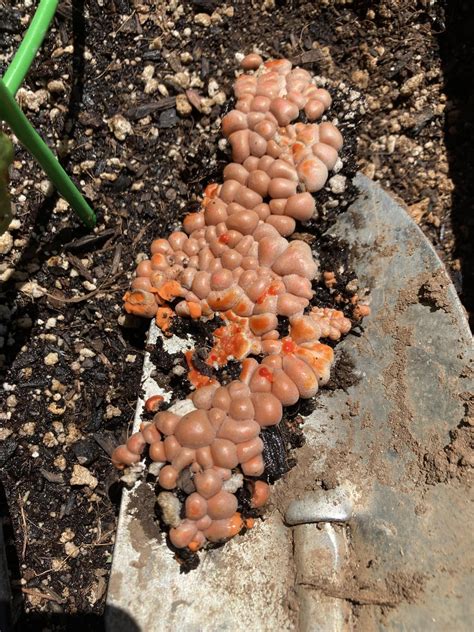 Hi guys! Can someone identify this fungi/spores or what this is? : r/mycology