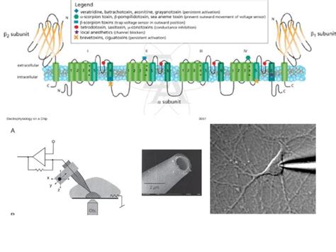 (PPT) Potassium Channel Structure The subunit is formed from 6 ...