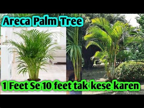 Areca Palm Tree Care And Tips How To Grow Areca Palm Palm Tree