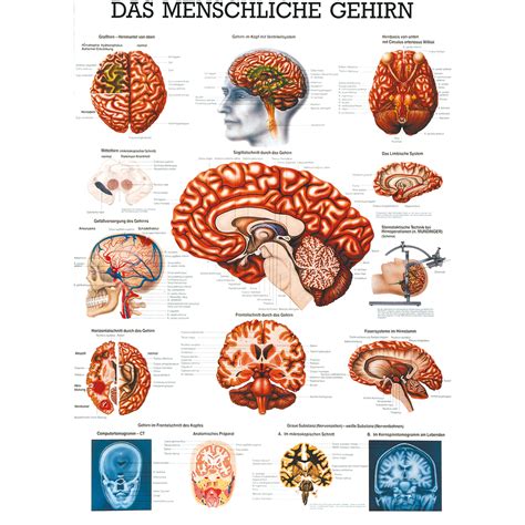 Anatomische Lehrtafel Das Menschliche Gehirn Wissenladen De