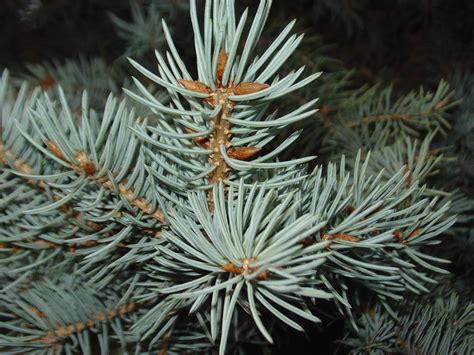 Silver Spruce By Ygrain33 On Deviantart