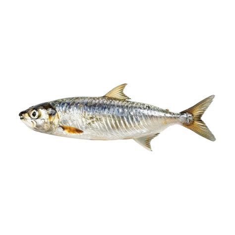 Small Fish on Transparent Background 47117190 PNG