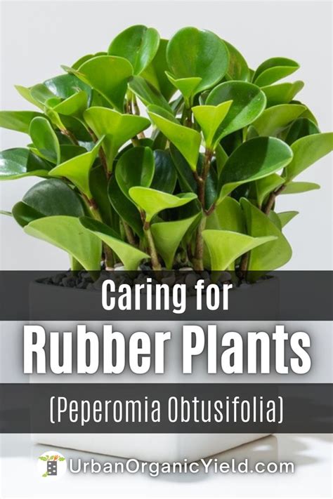 Beginner S Guide To Caring For Your Baby Rubber Plant Peperomia