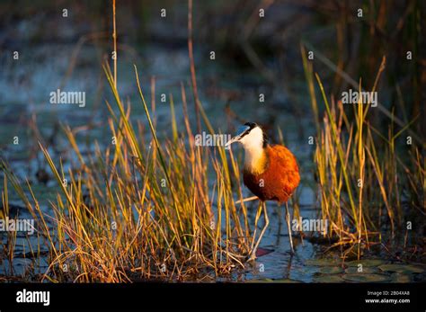 African Jacana Actophilornis Africanus Looking For Food On Floating