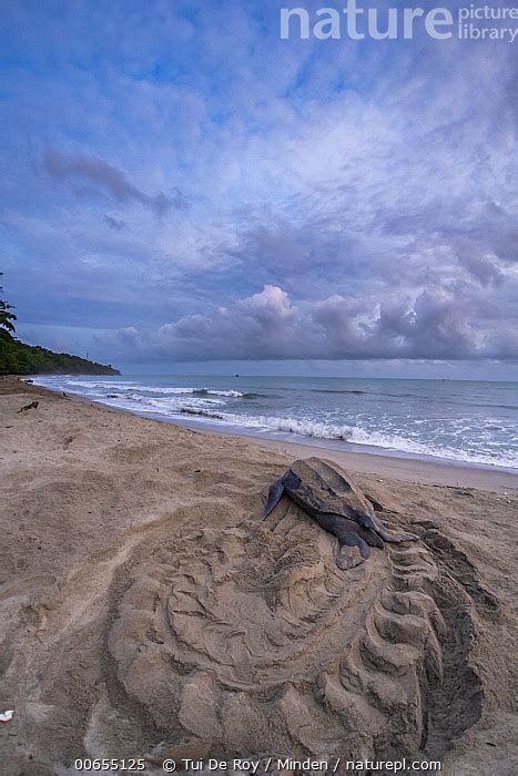 Stock Photo Of Leatherback Sea Turtle Dermochelys Coriacea Female