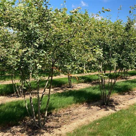 Amelanchier lamarkii 200 to 250cm Multistem Trees | Form Plants
