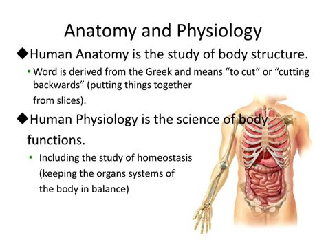 Ppt Chapter 1 An Introduction To The Human Body Powerpoint