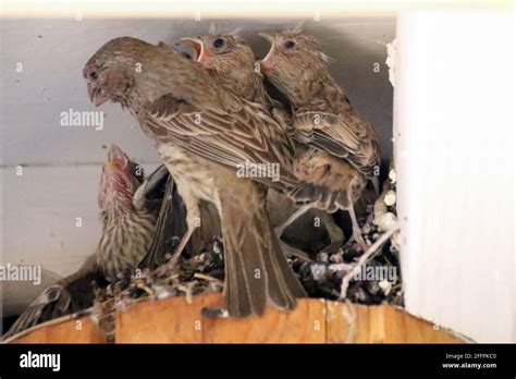 Nestling House Finches Stock Photo Alamy