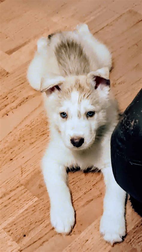 Pure Bred Siberian Huskys Puppies For Sale PetClassifieds