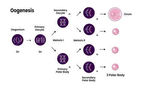 Diagramma di oogenesi. processo di divisione cellulare. sistema riproduttivo femminile ed ...