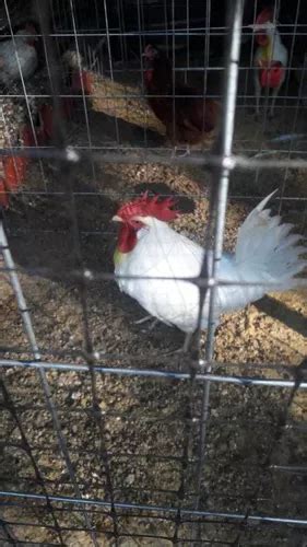 Huevo Fertil De Gallina Leghorn Envíos 120 Huevos en venta en por sólo