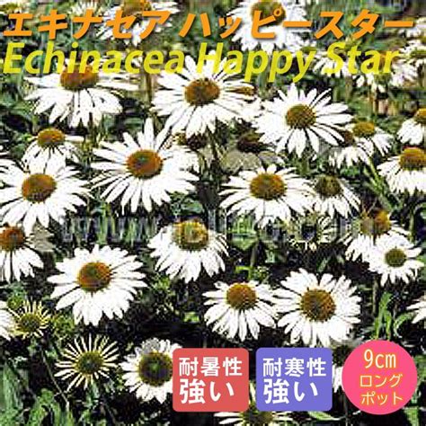 【予約・早割】宿根草 苗 エキナセア ハッピースター 9cmロングポット 草丈の高い しゅっこんそう 多年草 暑さに強い 耐暑性 【10月中旬