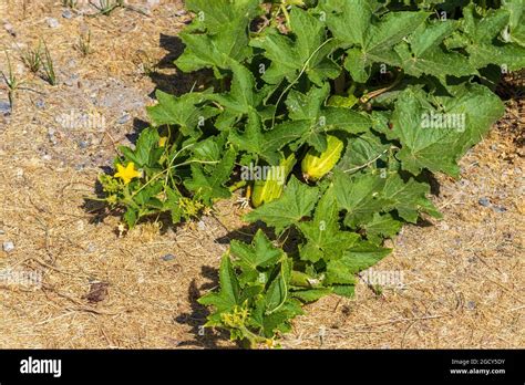 Cucumis sativus, Cucumber Plant In Flower Stock Photo - Alamy