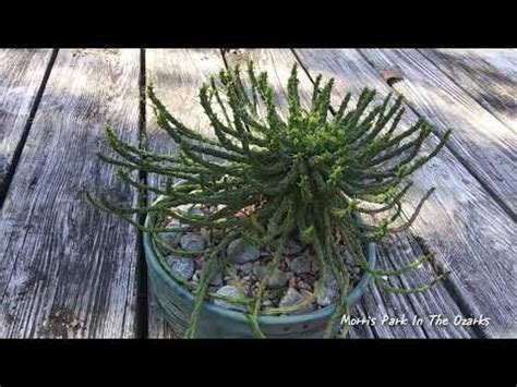 Presenting Euphorbia Flanaganii Youtube