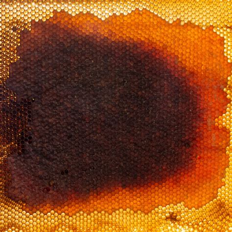 images de texture ong telechargement gratuit sur freepik