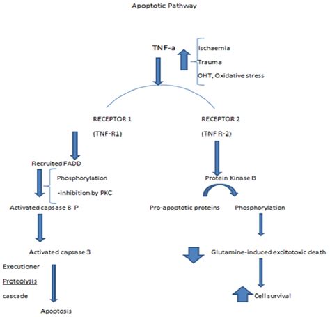 Apoptosis Pathway For Retinal Ganglion Cells Download Scientific Diagram