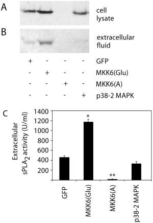 Effect Of Infection With Adenoviruses Encoding MKK6 Glu MKK6 A Or