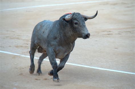 Principales Castas Y Encastes De Toros