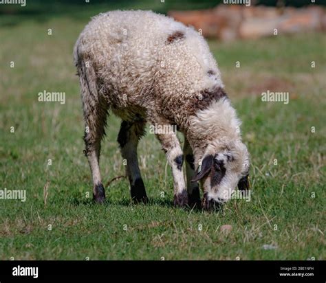 Hairy Grass Hi Res Stock Photography And Images Alamy