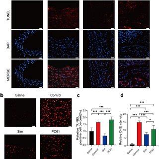 Simvastatin Attenuated Ang Ii Induced Apoptosis And Reactive Oxygen