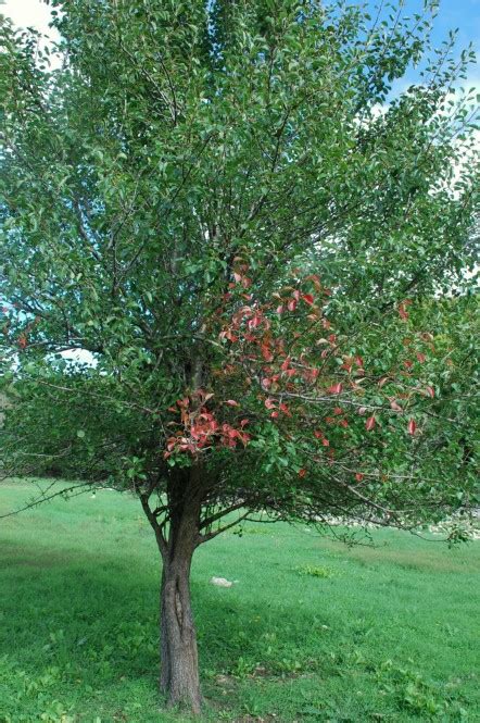 Pyrus Communis Subsp Pyraster Pallano