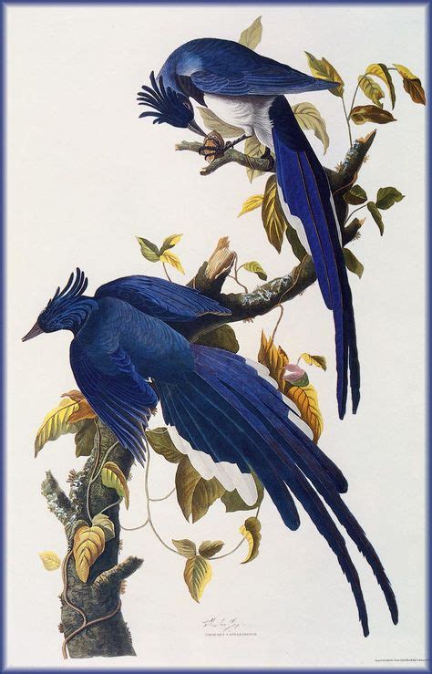 8 Idées De Jean Jacques Audubon Impressions Doiseaux Oiseaux Art