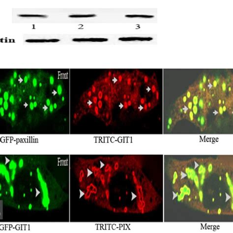 Integrin Mediated Signaling For Localized Rac Activation Promoted Cell