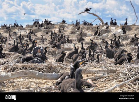 A Colony Of Nesting Cormorants On La Ronge Lake In Northern