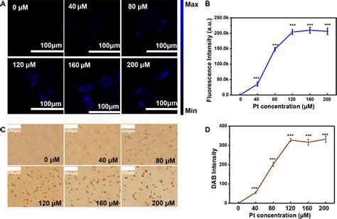 Frontiers Observation Of The Protein Expression Level Via Naked Eye