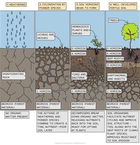 Soil Ecosystems SL IB Environmental Systems Societies ESS