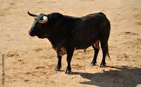 a strong black bull with big horns on traditional spectacle of bullfight Stock Photo | Adobe Stock