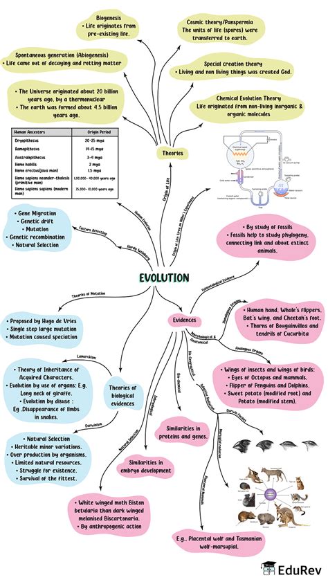 Mindmap: Evolution - Biology Class 12 - NEET PDF Download