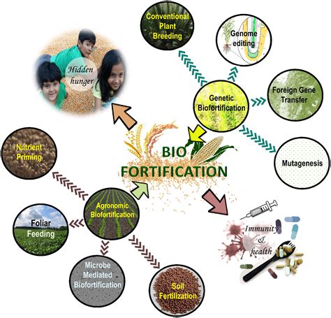 Frontiers Agronomic Biofortification Of Food Crops An Emerging