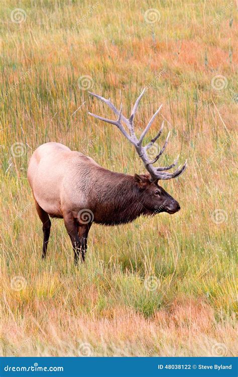 Majestic Bull Elk stock photo. Image of cervus, male - 48038122