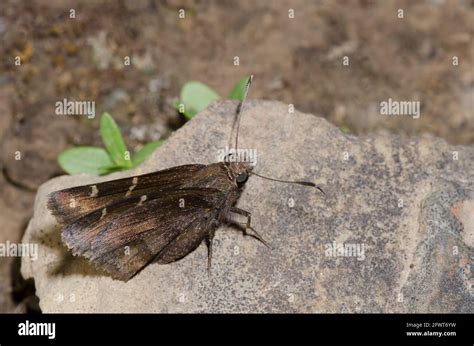 Southern Cloudywing Cecropterus Bathyllus Stock Photo Alamy