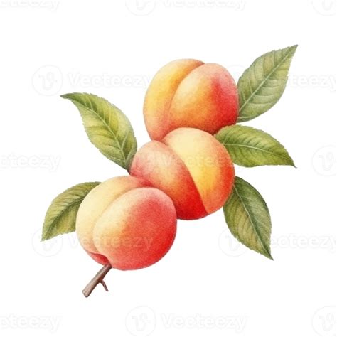 Watercolor Peach Isolated Illustration Png