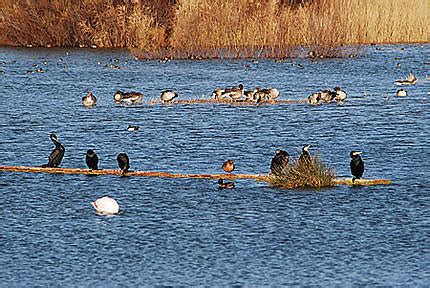 Parc Naturel Des Aiguamolls Oiseaux Animaux Parc Naturel Dels