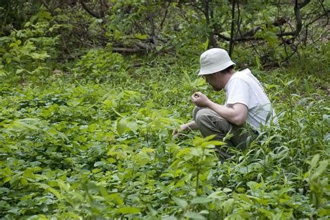 10 Useful Plants To Look For When Foraging For Food The Prepared Page