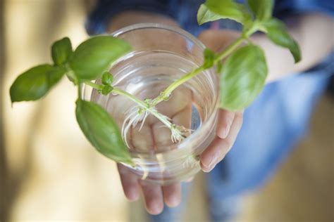 How To Propagate Plants In Water Martha Stewart