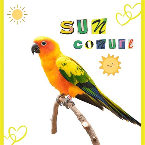 Sun conure - Personality Behavior Habitat and Food