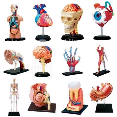 Educational Assembled 4d Human Master Body Skeleton Anatomy Skull Manikin Heart Anatomy Model