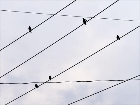 Early Morning Birds #2 by chriscrawfordphoto on DeviantArt