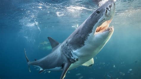 Shark Clips And Shark Videos Discovery UK