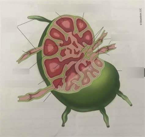 Lab Exam 3 Lymph Node Diagram Quizlet