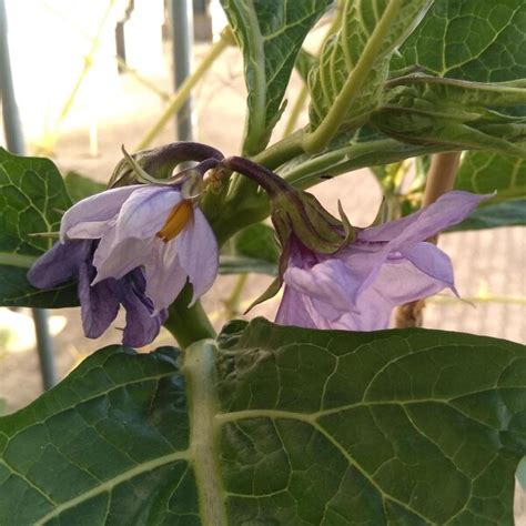 Nakati / Ethiopian Eggplant (Solanum aethiopicum) seeds