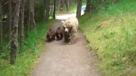 Cosa Fare Se Ti Trovi Davanti Un Orso Con I Suoi Due Cuccioli In