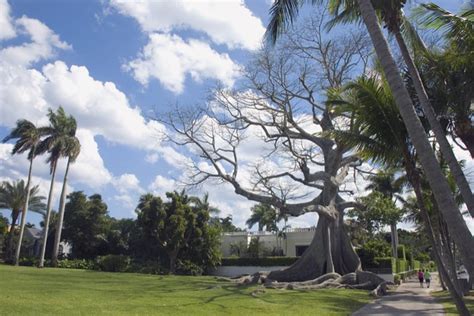 Giant Kapok Tree A Giant Kapok Tree In Palm Beach Florida Flickr