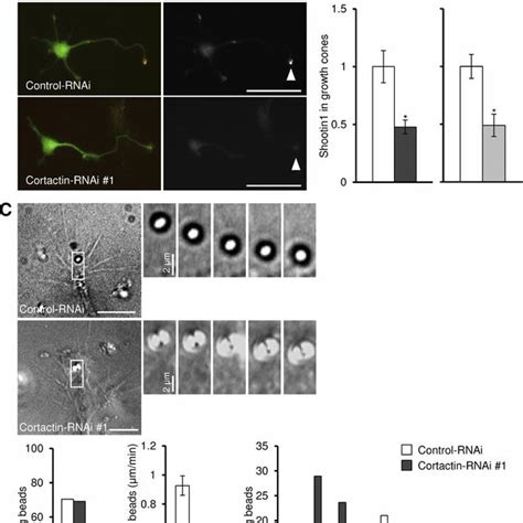 Cortactin Mediates The Linkage Between F Actin And Shootin1 As A Clutch