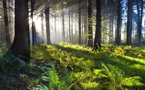 Wallpaper Forest, grass, trees, green, sunlight 3840x2160 UHD 4K Picture, Image