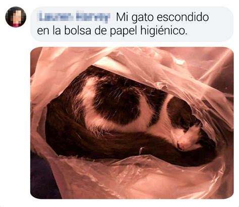 18 Lectores de Genial compartieron fotos de sus tímidas mascotas y